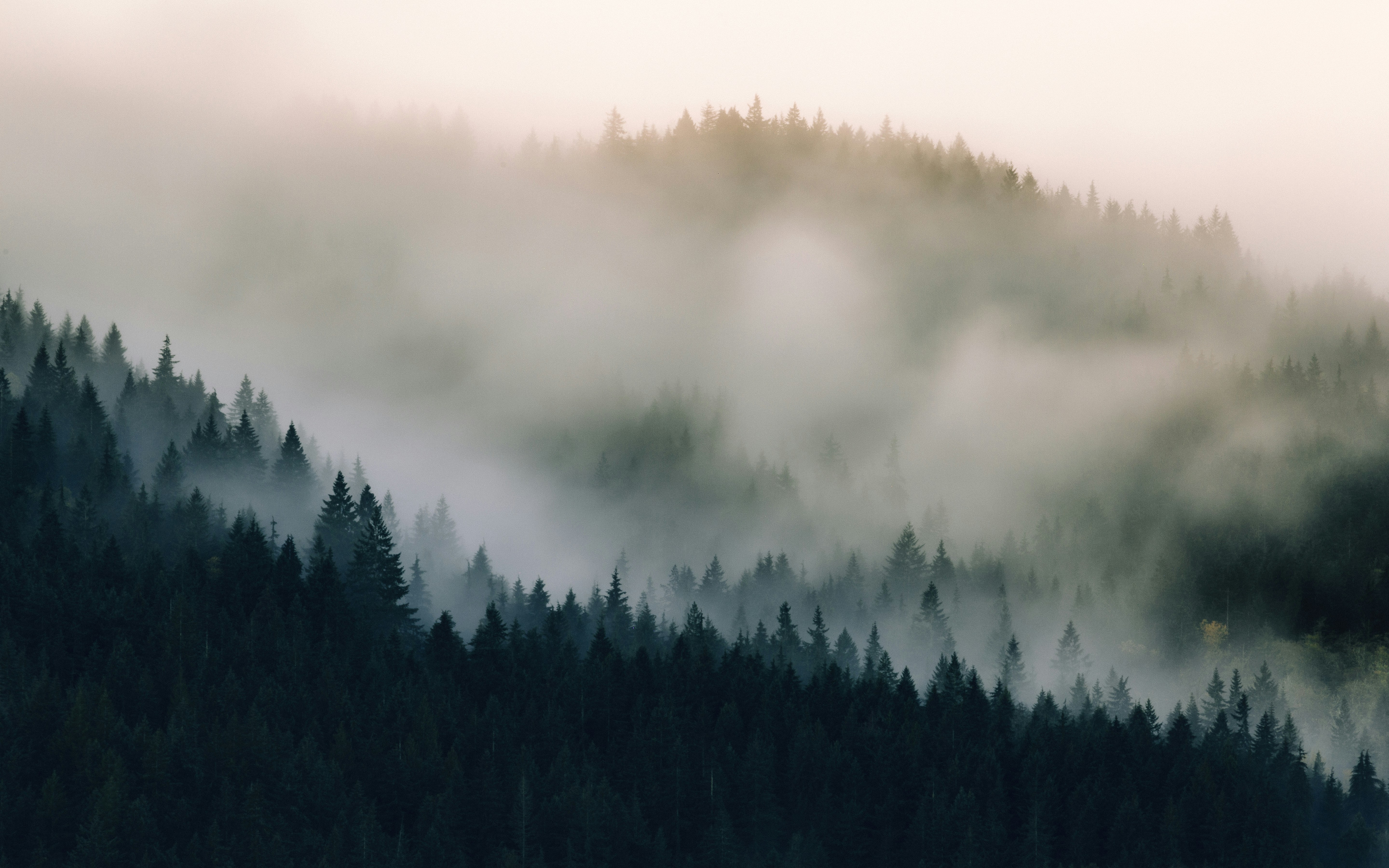 Forest river in British Columbia